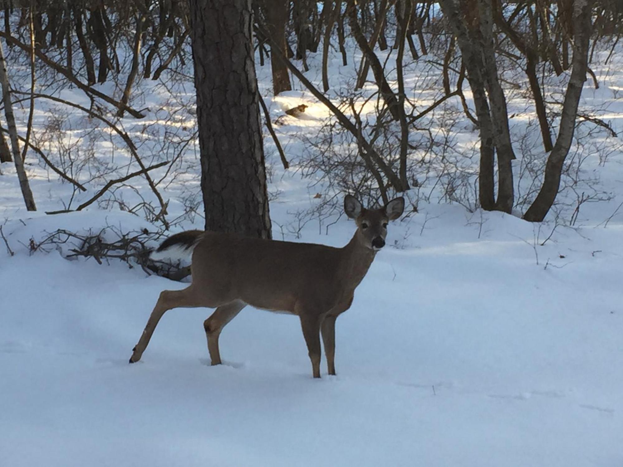 Ash Cottage In Poconos Near Camelback & Kalahari Long Pond エクステリア 写真